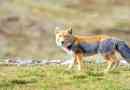 Tibeti fox