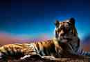 Tigris