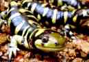 Tiger ambistoma