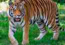 Tigris
