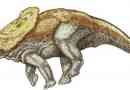 Triceratops