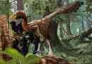 Troodon