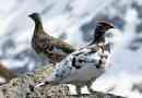 Tundry partridge - nomadic bird