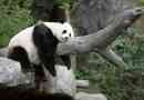 Tudósok: pandas kifejlesztette a napi mód
