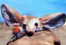 Eared tushkhank