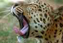 Indiában egy leopard heaking heaks metal bidone-ban mentett