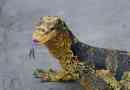 Coney varan - motley lizard