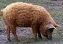 Magyar mangalitsa