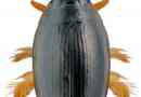 Fighters - scrutry water bugs