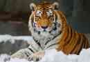 Az amur tigris megjelenése és életmódja