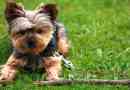 A yorkshire terrier jellegének megjelenése és jellemzői