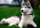 Husky megjelenése és viselkedése