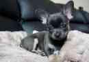 Megjelenés mini chihuahua, kölykök fotói