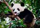 Megjelenés, viselkedés és életmód panda
