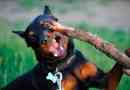 Megjelenés, viselkedés és kutya magatartás mini doberman