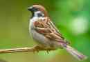 Sparrow - a család megtekintése és fotói