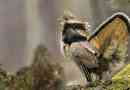 Collar rye - crested bird