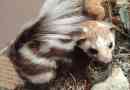 Kelet-foltos skuns - farmers pet