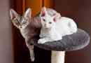 A cat devon rex fajtájáról