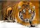 Transzcaucázi tigris