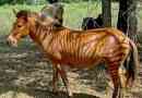 Zebrinni - zebra keresztbe egy lóval