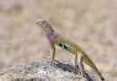 Zebrokhvosta lizard: szokatlan iguana fotói