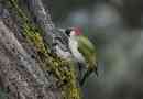 Zöld woodpecker