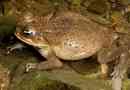 Toad yeah. Stock fotóhi, toad tartalom