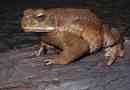 Toad yeah