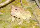 Toad fauler: a kétéltű fotó