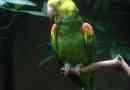 Sárga harológiai amazon - motley parrot