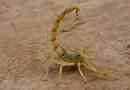 Sárga scorpion