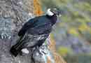 Andei condor