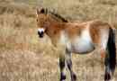 Przewalski ló