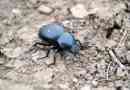 Scarab bogár