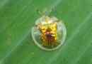 Beetle golden turtle - hihetetlen szépség rovar