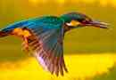 Kingfisher - leírás, fénykép, habitat