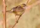 Golden cysticol: életmód és élőhely énekesek