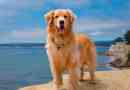Arany retriever