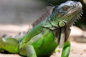 10 Érdekes tények az iguanahról