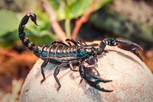10 Hihetetlen tény a scorpions-ről