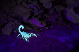 10 Izgalmas tények a scorpions-ről