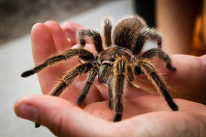 12 Érdekes tények a tarantulákról
