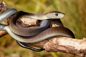 14 Érdekes tények a fekete mamba körül