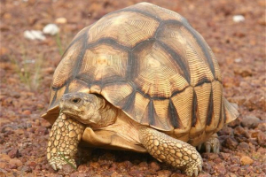 25 A földön élők 25 A földön élők