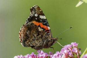 Admirális pillangó