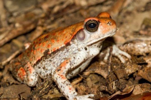 Afrikai red toad Afrikai red toad