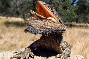 Agama