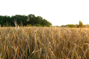 Agrocenózis Agrocenózis
