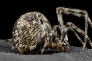 Ahersa greenhouse vagy amerikai otthoni pók